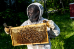 Jason Bey wearing a beekeeper suit, holding up a slice of honeycomb with bees on it